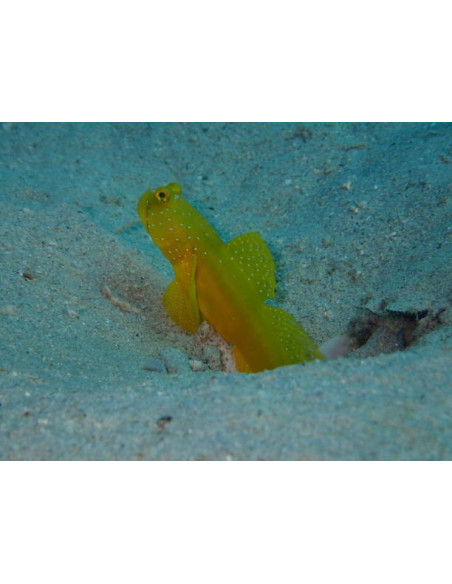CRYPTOCENTRUS CINCTUS