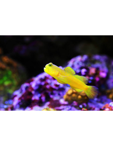 CRYPTOCENTRUS CINCTUS