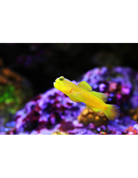 CRYPTOCENTRUS CINCTUS