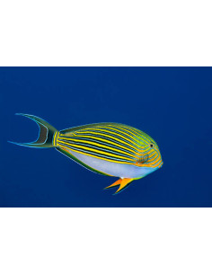 ACANTHURUS LINEATUS M