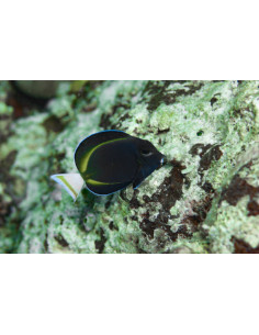 ACANTHURUS NIGRICANS