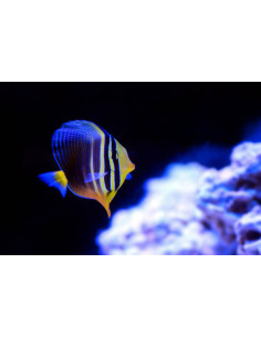ZEBRASOMA VELIFERUM
