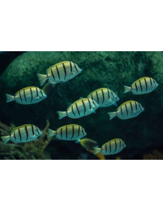 ACANTHURUS TRIOSTEGUS M