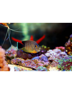 ACANTHURUS TRISTIS
