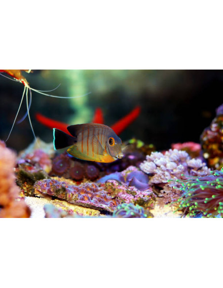 ACANTHURUS TRISTIS