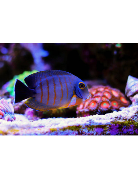 ACANTHURUS TRISTIS