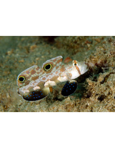 SIGNIGOBIUS BIOCELLATUS