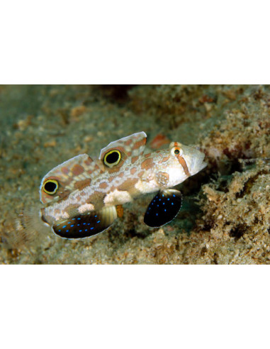 SIGNIGOBIUS BIOCELLATUS
