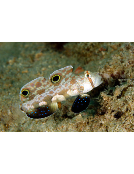SIGNIGOBIUS BIOCELLATUS