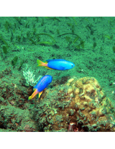 POMACENTRUS COELESTIS