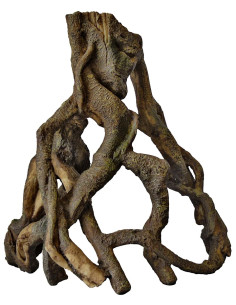 SF MANGROVE ROOT L