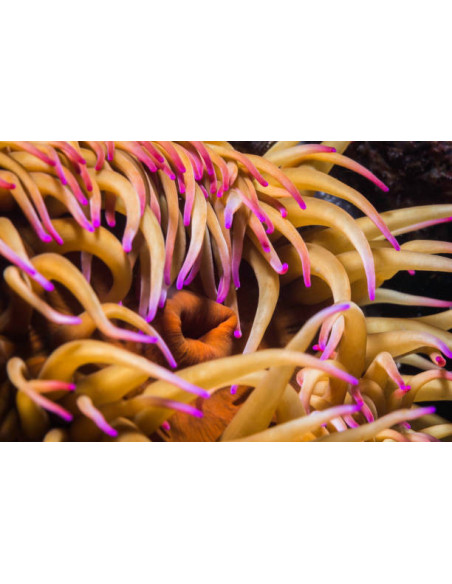 ANEMONE MIX MEDIUM