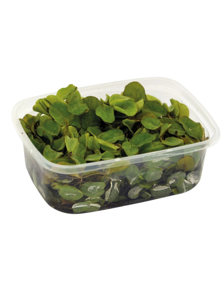 PORTION SALVINIA MINIMA