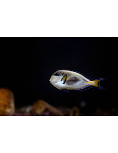 ACANTHURUS SOHAL