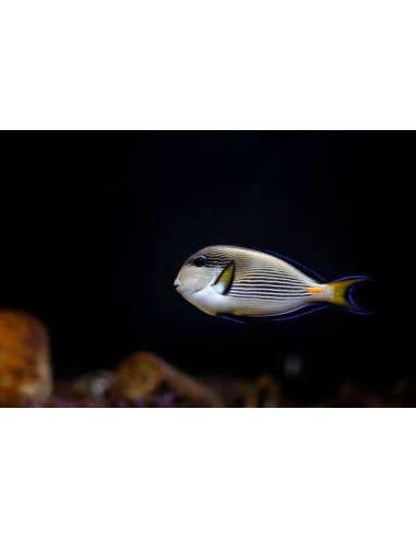 ACANTHURUS SOHAL
