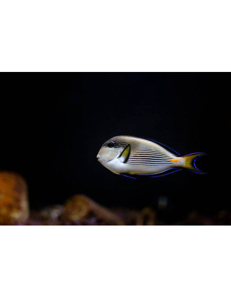 ACANTHURUS SOHAL
