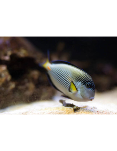 ACANTHURUS SOHAL