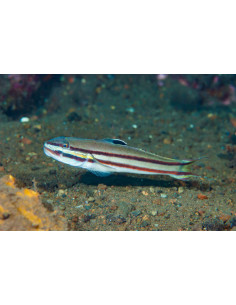 VALENCIENNA HELSDINGENII
