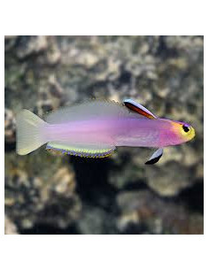 NEMATELEOTRIS HELFRICHI