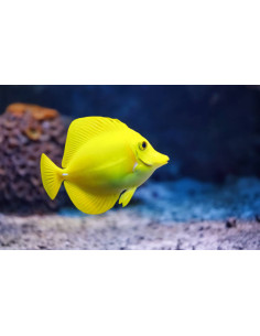 ZEBRASOMA FLAVESCENS ELEVAGE