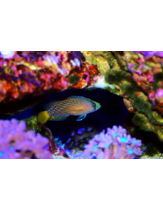 PSEUDOCHROMIS SPLENDENS