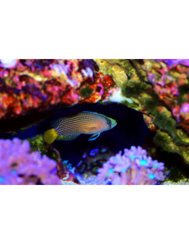 PSEUDOCHROMIS SPLENDENS