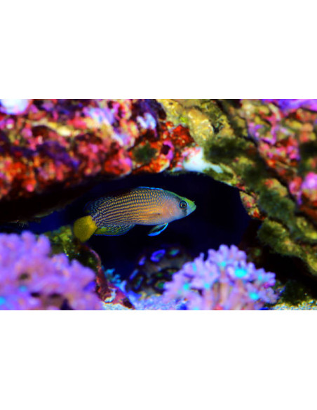 PSEUDOCHROMIS SPLENDENS