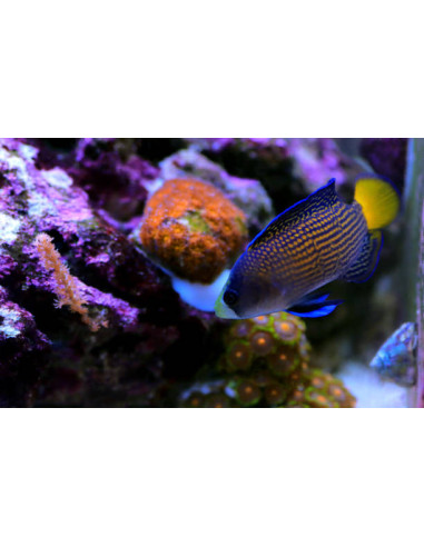 PSEUDOCHROMIS SPLENDENS