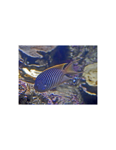 GENICANTHUS MELANOSPILUS MALE
