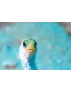 OPISTOGNATHUS AURIFRONS