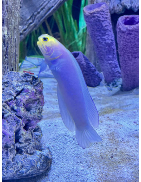 OPISTOGNATHUS AURIFRONS