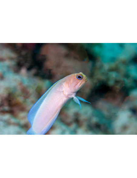 OPISTOGNATHUS AURIFRONS