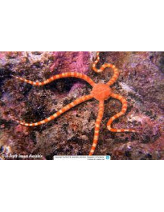 OPHIOMYXA AUSTRALIS