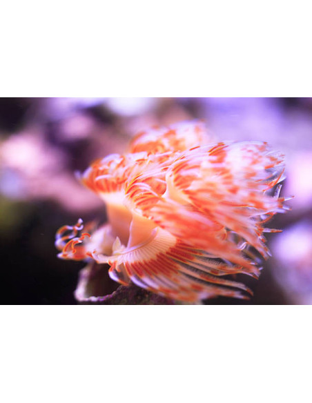 PROTULA BISPIRALIS