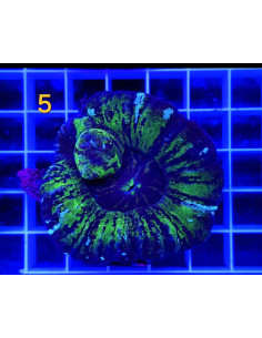 SCOLYMIA AUSTRALIS WYSIWYG 05