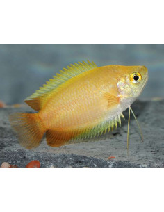 TRICHOGASTER CHUNA MARYGOLD