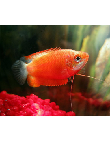 TRICHOGASTER  LABIOSA RED