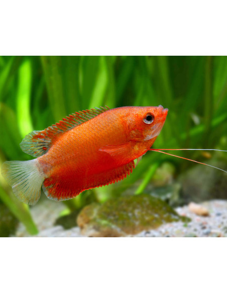 TRICHOGASTER  LABIOSA RED