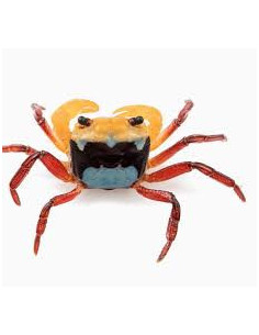 LEPIDOTHELPHUSA MENNERI mâle