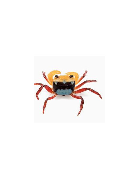LEPIDOTHELPHUSA MENNERI mâle