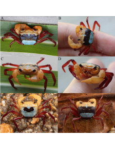 LEPIDOTHELPHUSA MENNERI mâle