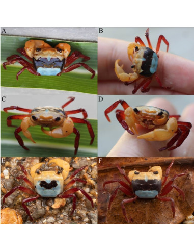 LEPIDOTHELPHUSA MENNERI mâle