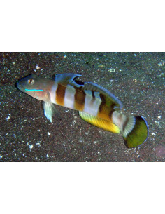 VALENCIENNA WARDI