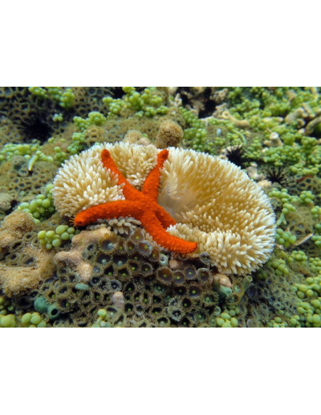 LINCKIA SP. RED