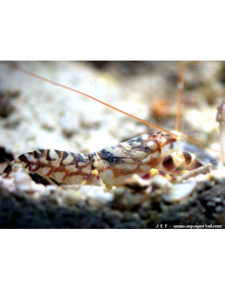 ALPHEUS BELLULUS