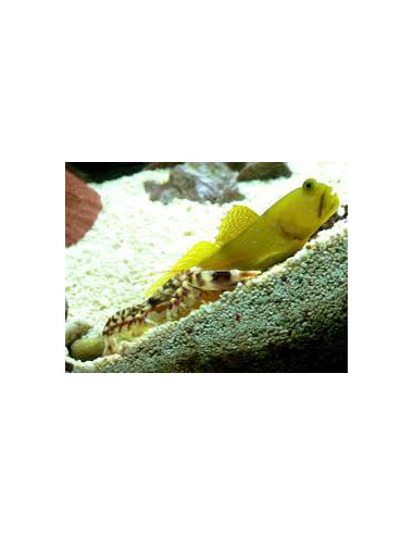 ALPHEUS BELLULUS