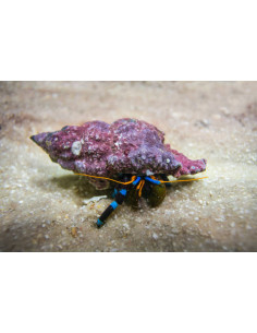CALCINUS ELEGANS