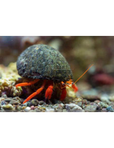 CALCINUS RUTILUS
