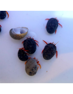 CALCINUS RUTILUS