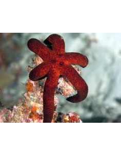 ECHINASTER LUZONICUS